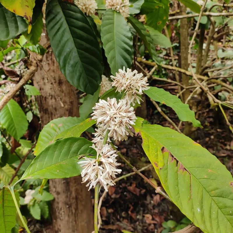 Coffee Plants From Unapproved Sources