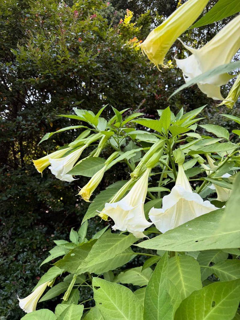 Angel's Trumpet