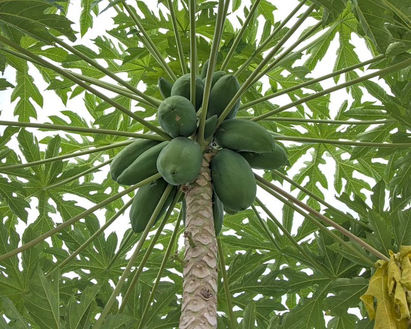 Papaya Trees