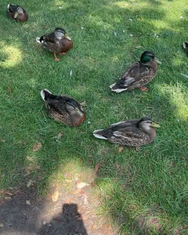 Hawaiian Duck (Koloa Maoli)