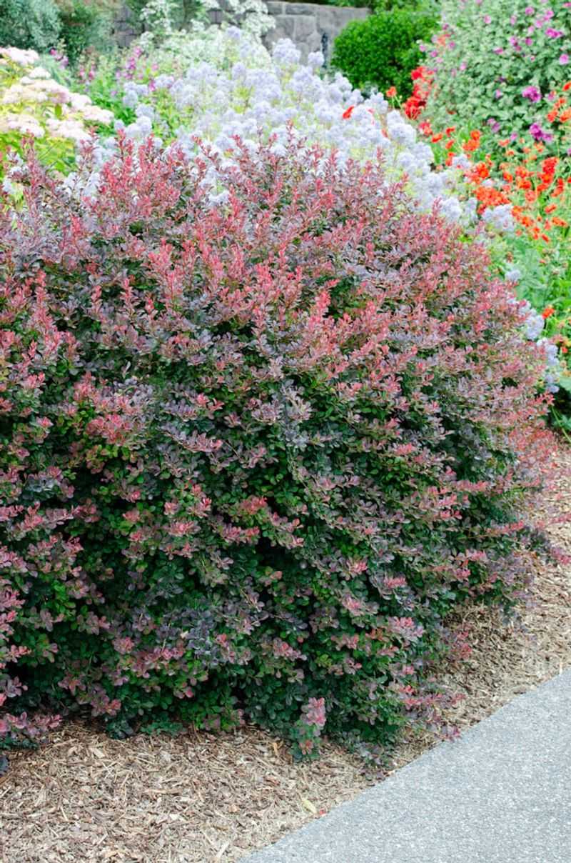 Removing Barberry Requires Careful Planning