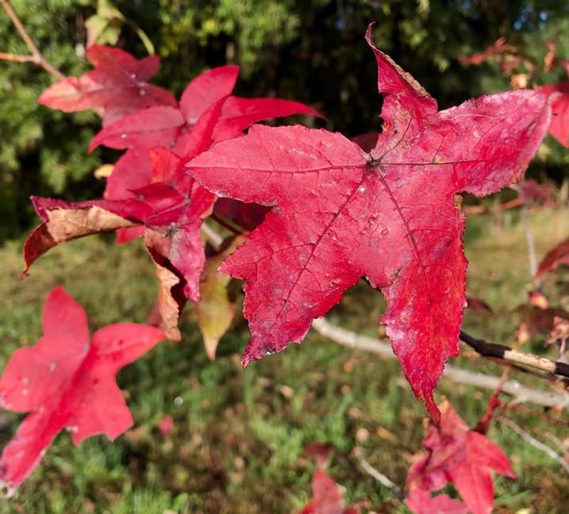 Fungal Growth Attracts Protein-Seeking Butterflies