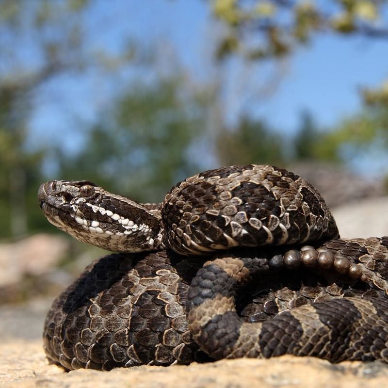 Massasauga Rattlesnake