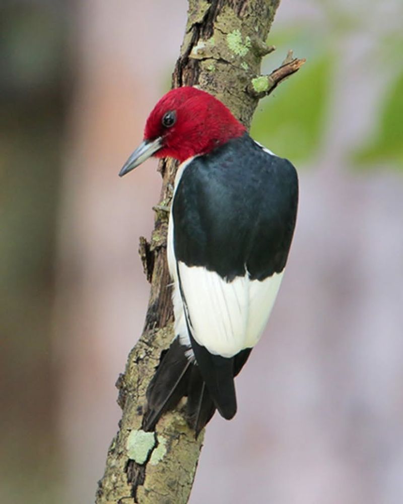 Red-Headed Woodpecker