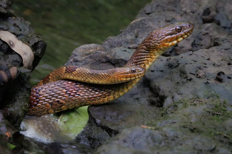 Northern Water Snakes