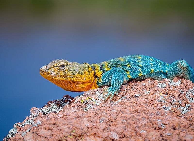 Eastern Collared Lizards: Rainbow Runners