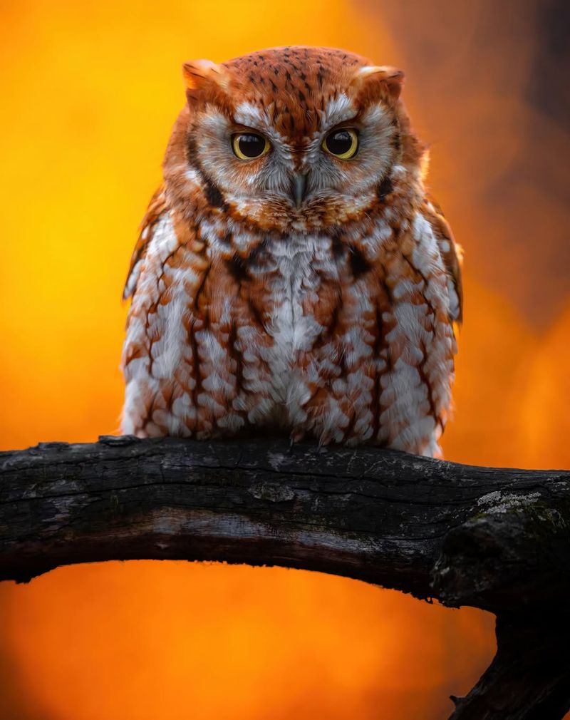 Eastern Screech Owl