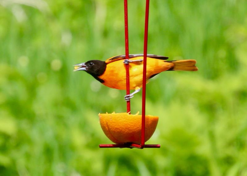 Baltimore Orioles