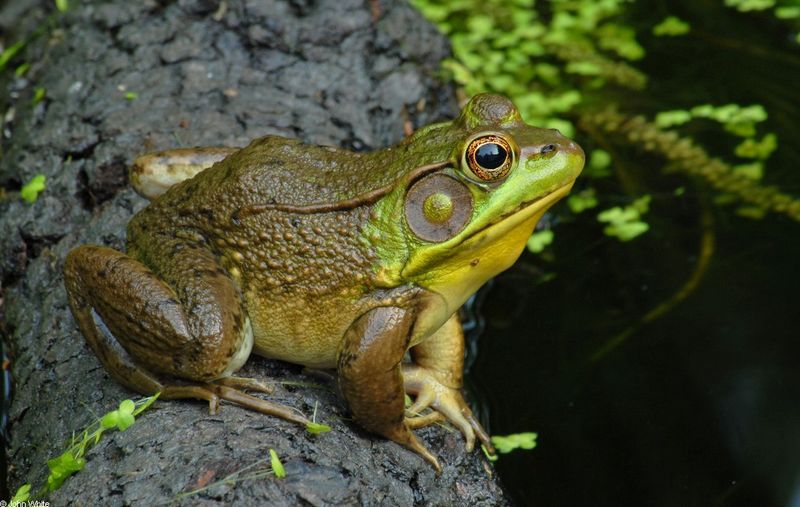 Green Frog