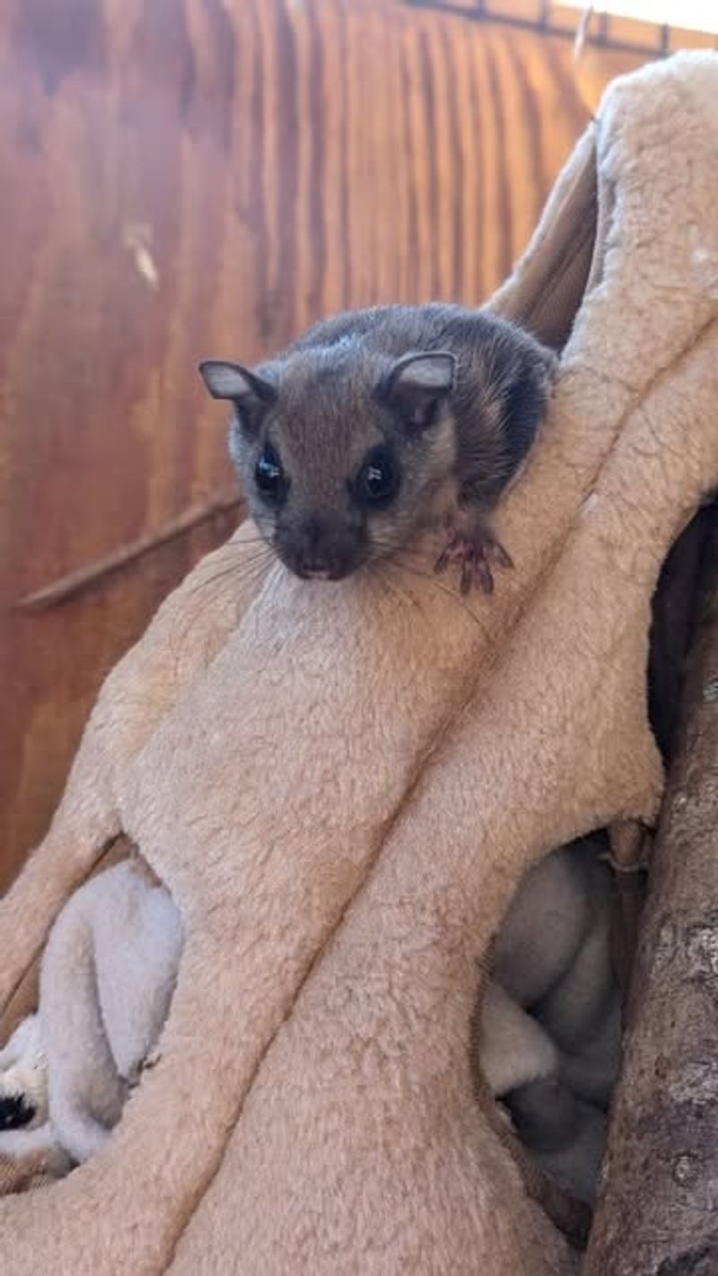 Northern Flying Squirrel