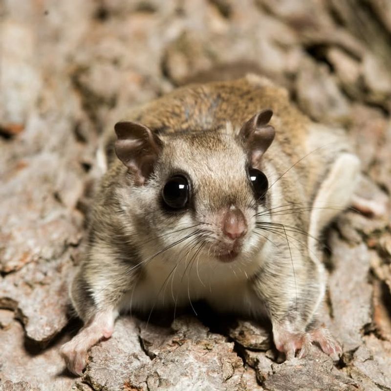 Flying Squirrel Colonies