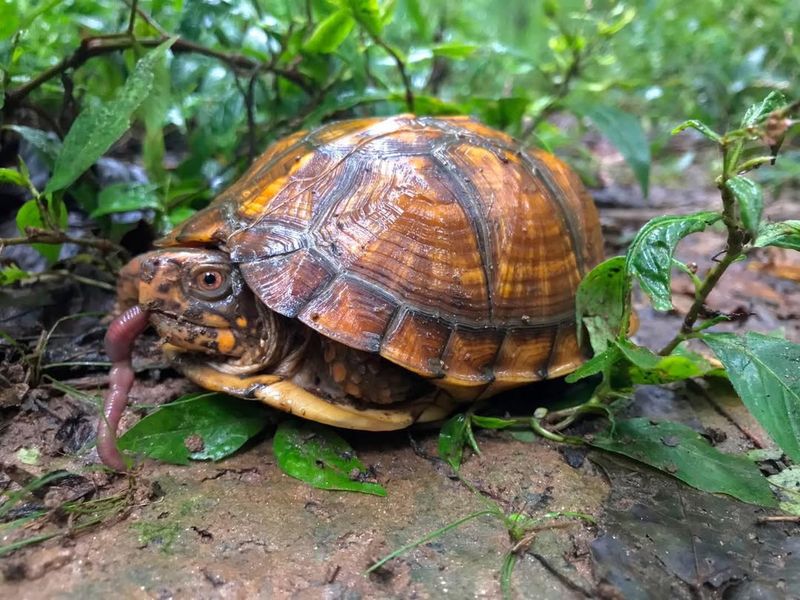 Eastern Box Turtles