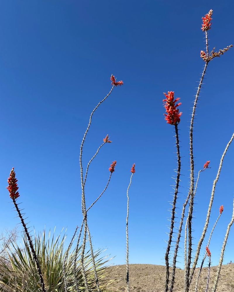 Ocotillo