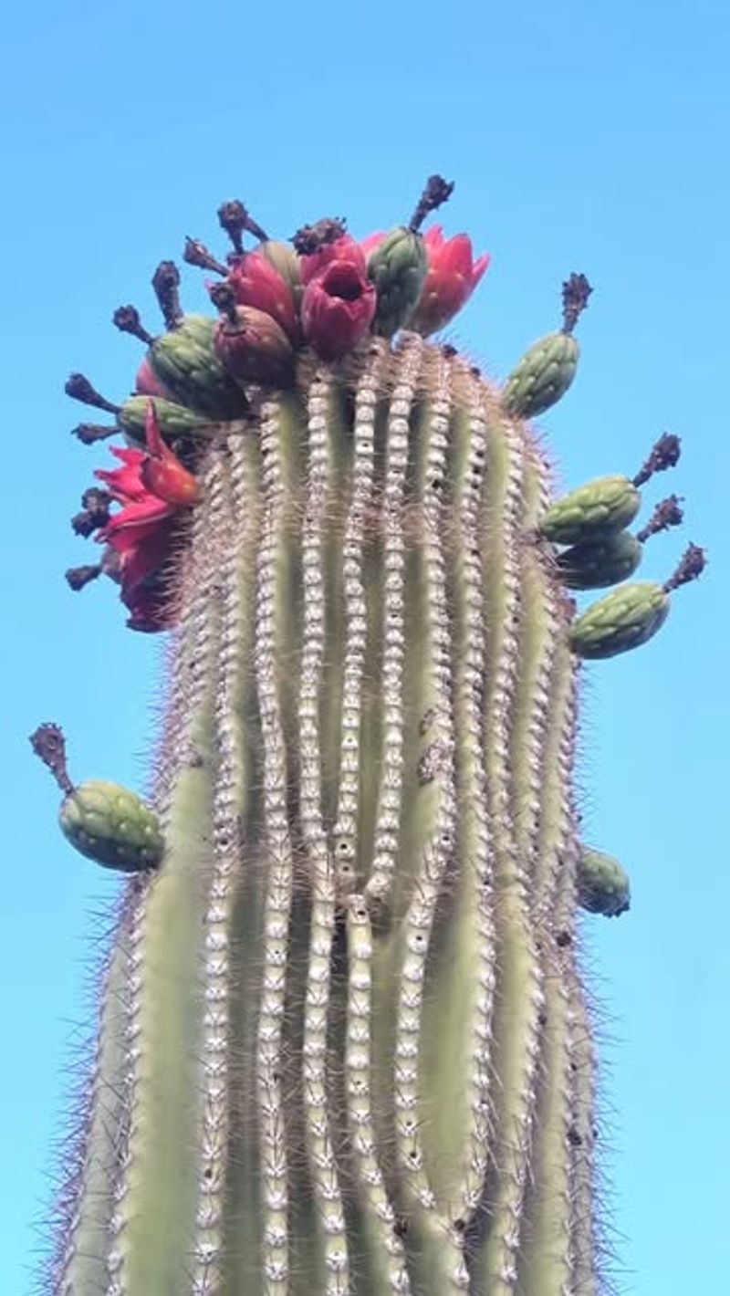 Saguaro Cactus Fruit