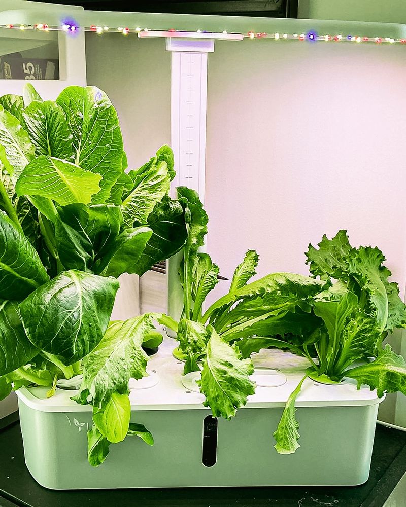 Why Lettuce Grows Even Better Indoors Than Outside