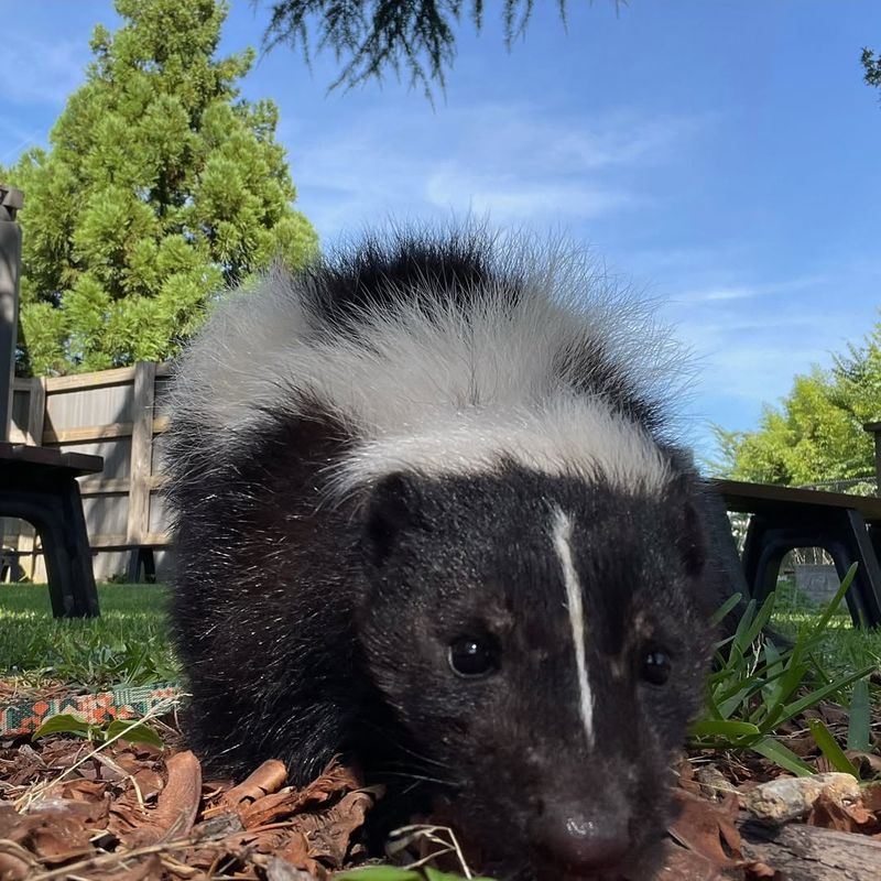 Skunks