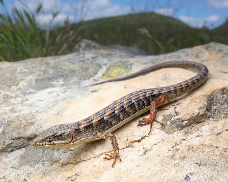 Alligator Lizards