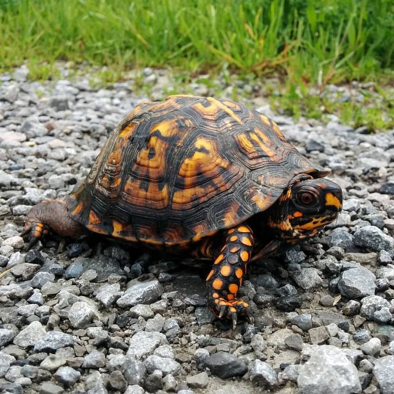 Eastern Box Turtles
