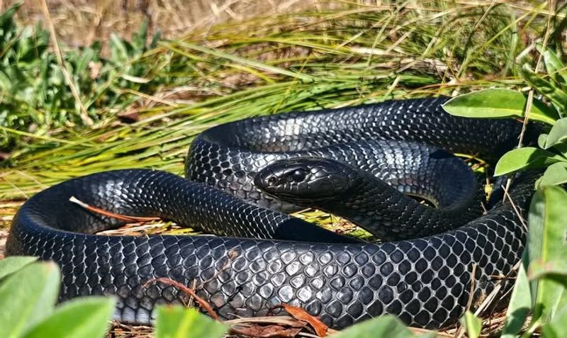 Eastern Indigo Snakes Deserve Your Distance