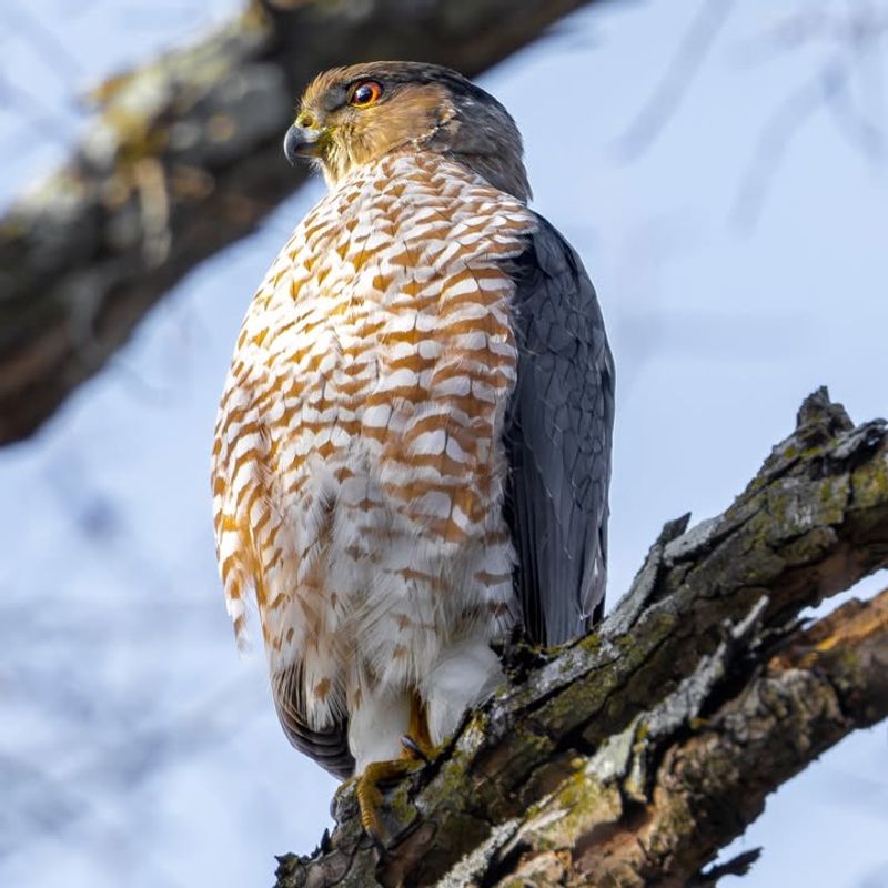 Cooper's Hawks Hunting Songbirds