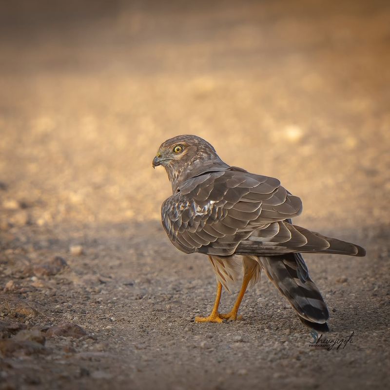 Raptors Like Hawks And Owls