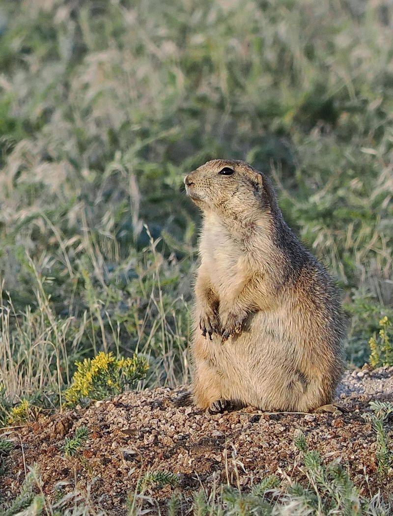 Prairie Dogs