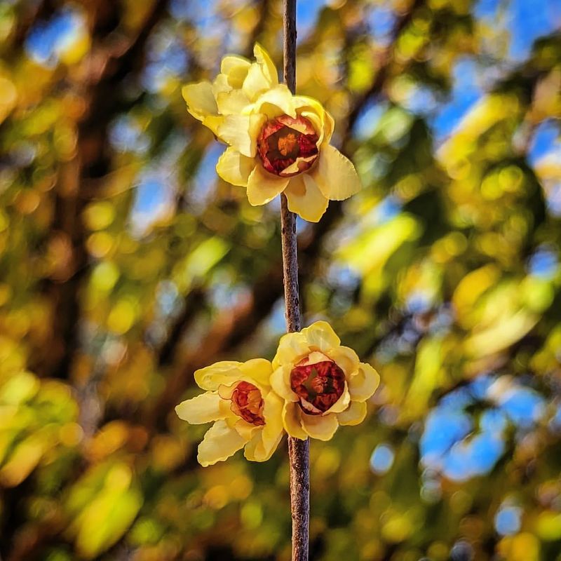 Wintersweet