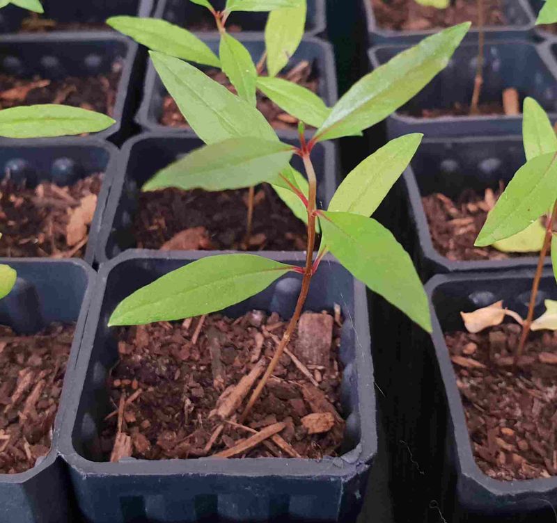 Transplant Seedlings When They Outgrow Containers