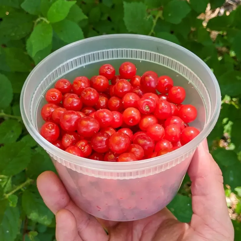 Nanking Cherry