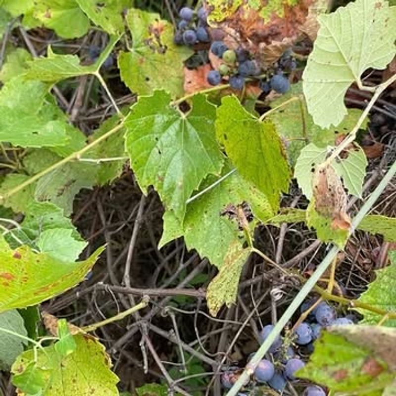 Wild Grapes