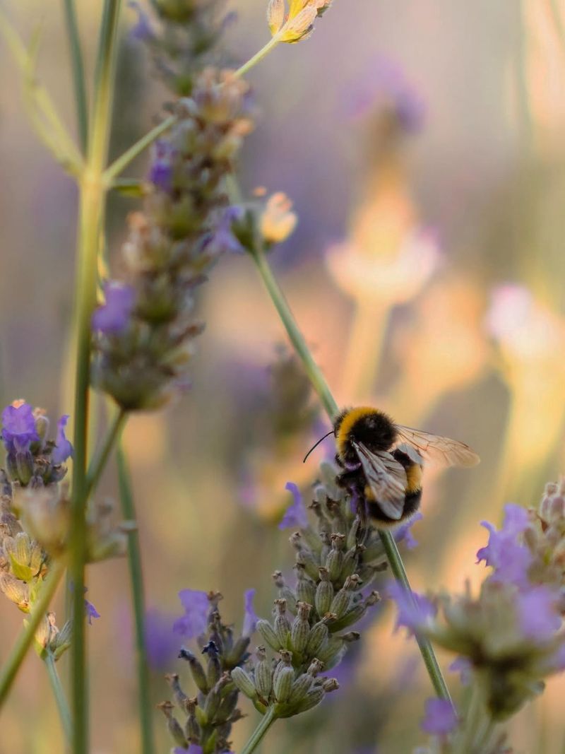 Attracts Helpful Pollinators