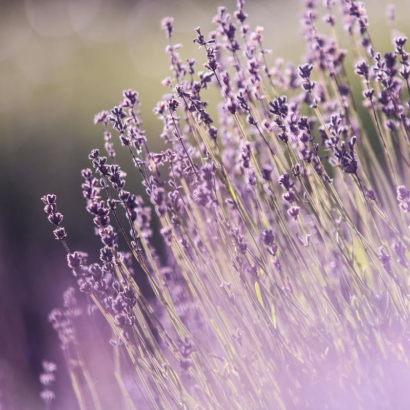 Wonderfully Soothing Fragrance