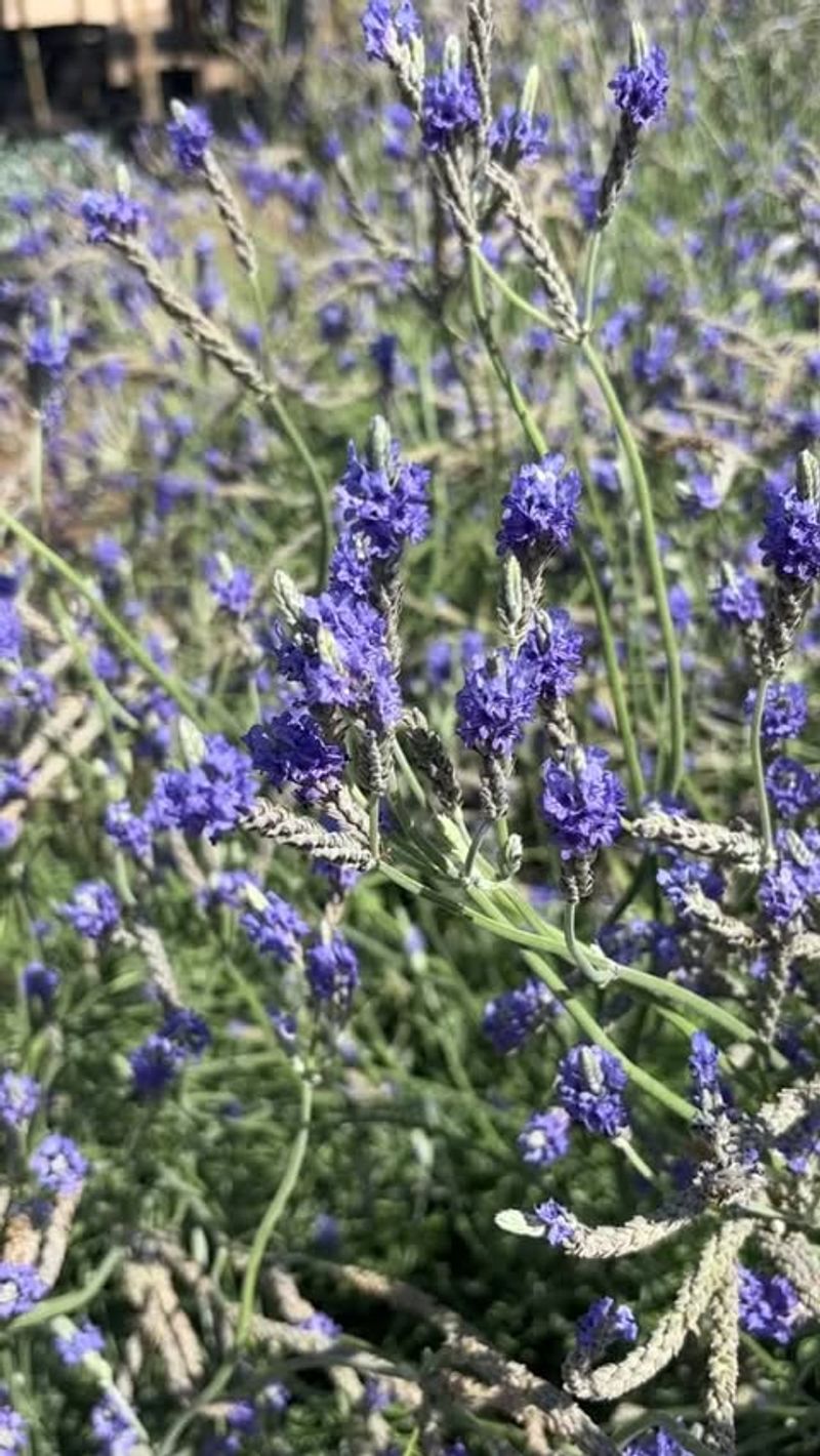 Heavenly Fragrance Fills Your Outdoor Space