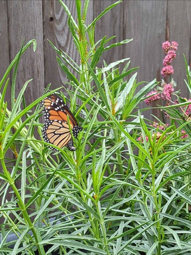 Pollinator Paradise Creation
