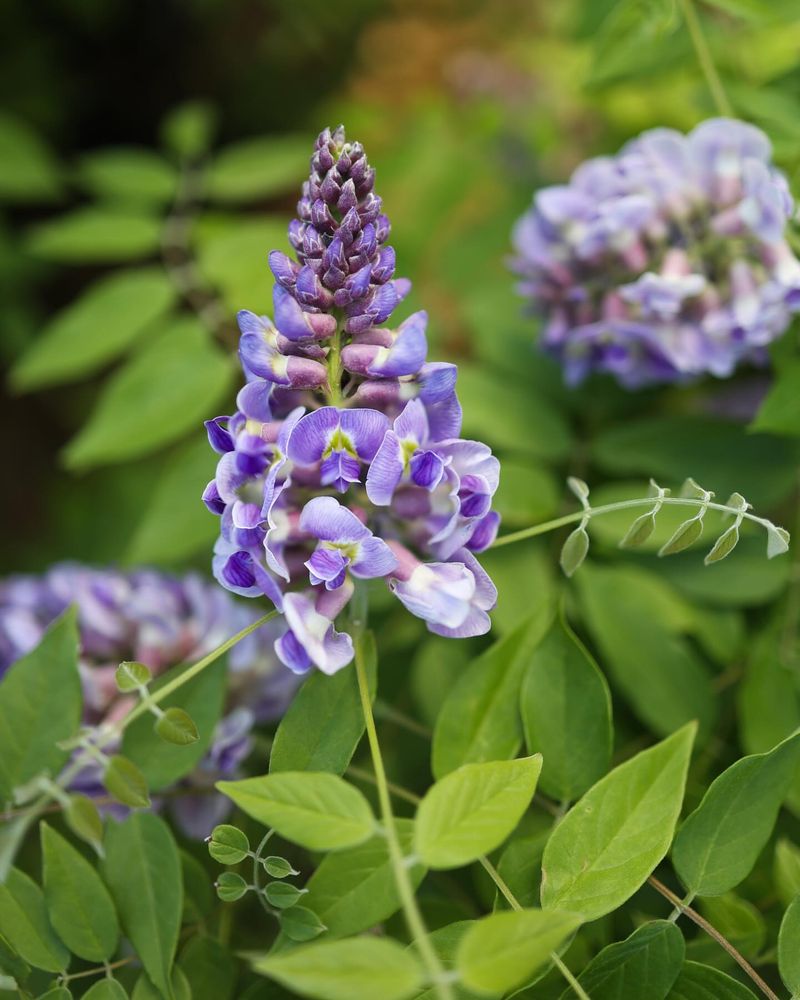 Wonderful Fragrance
