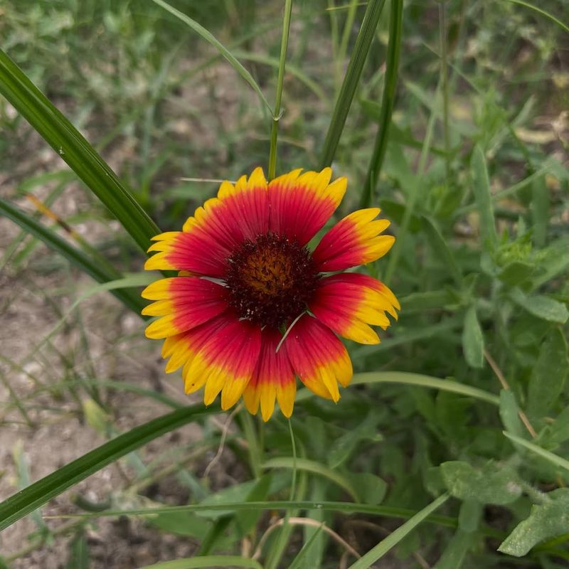 Blanketflower (Gaillardia pulchella)