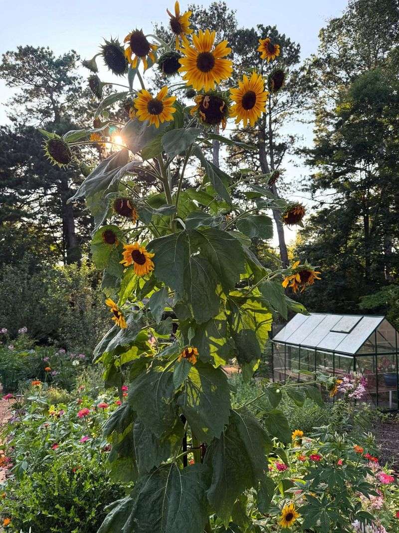 Towering Sunflowers