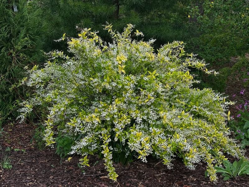 Deutzia