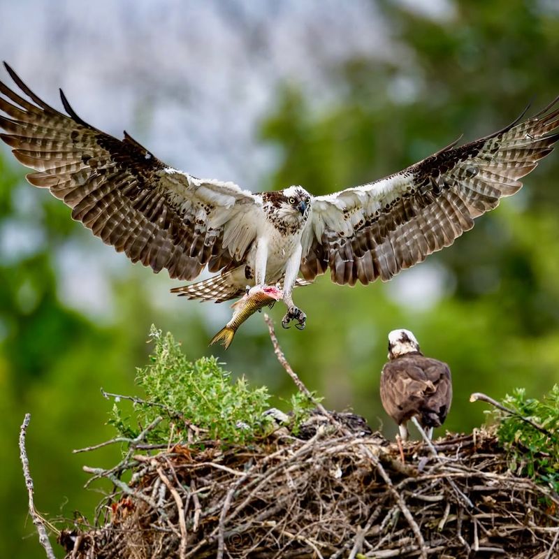 Osprey Nests