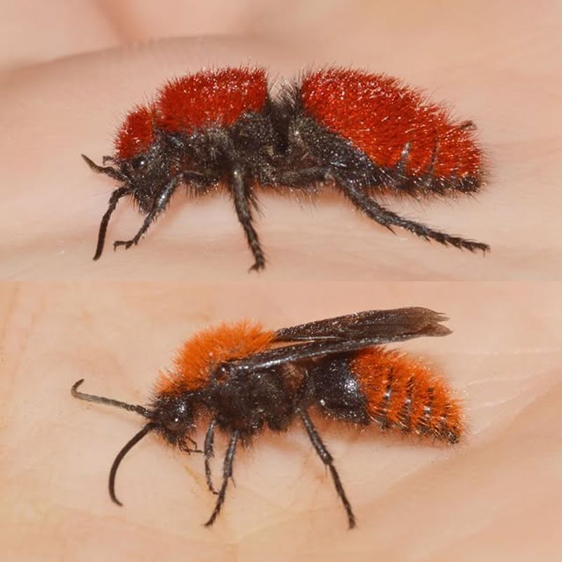 Velvet Ant
