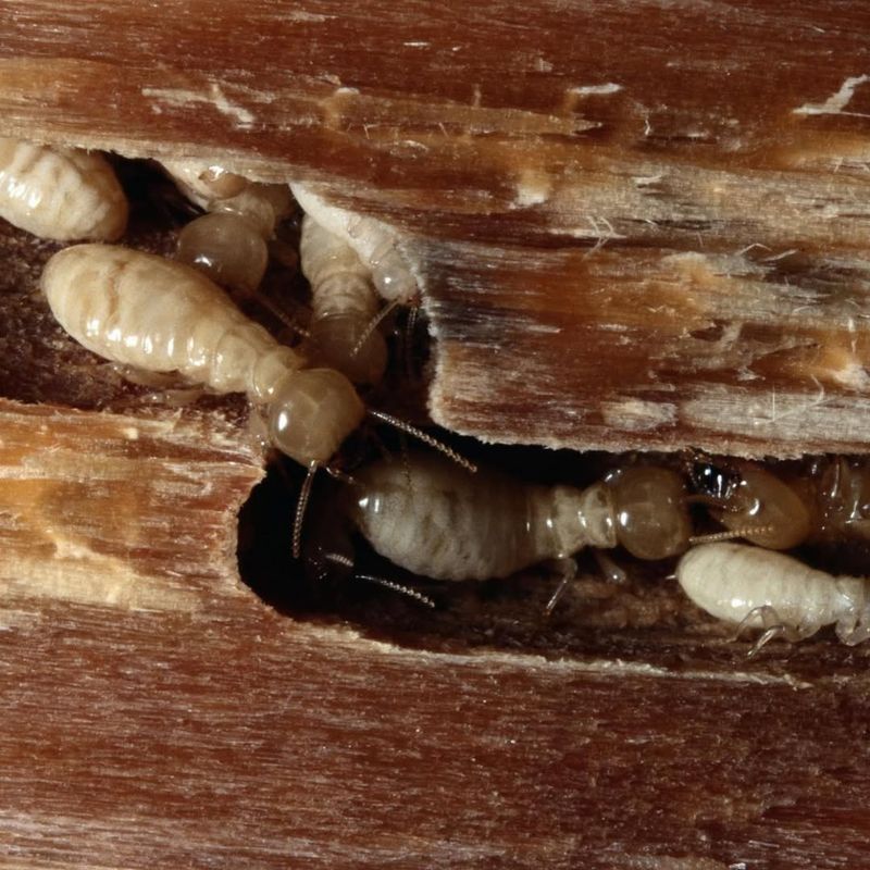 Termites