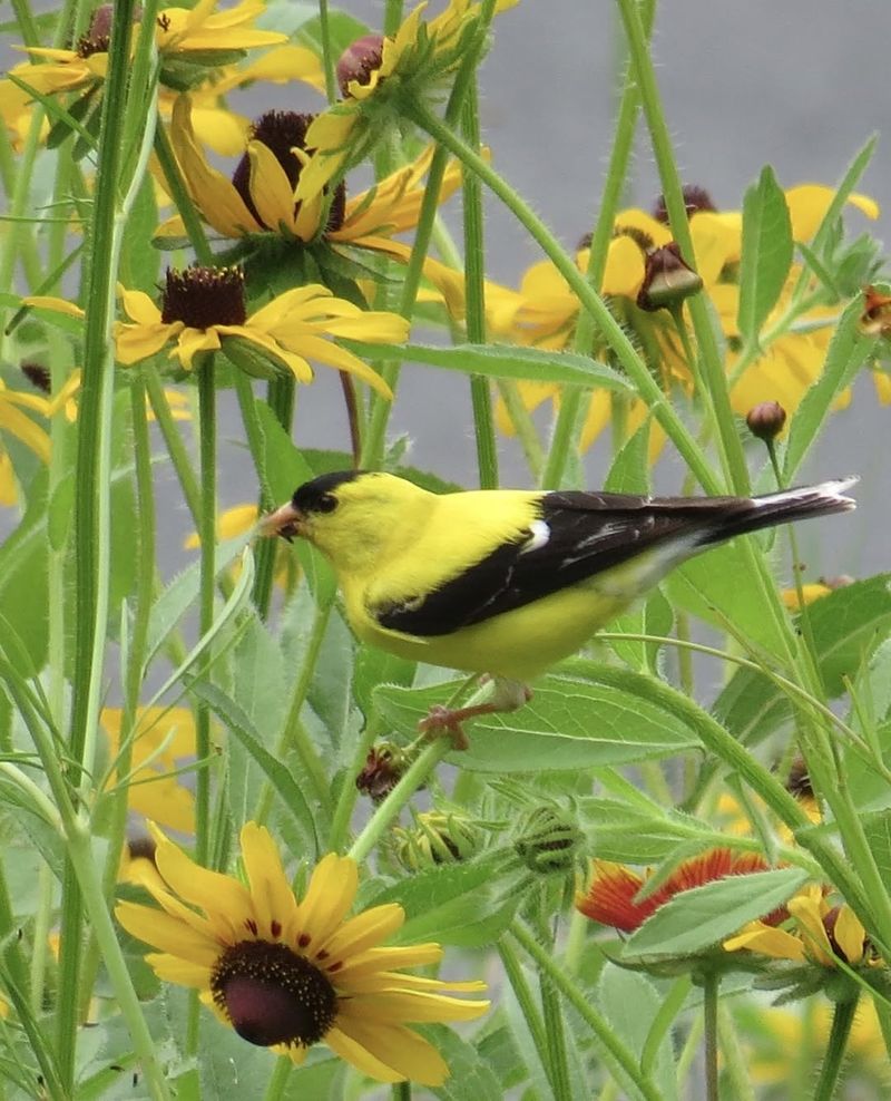 Black-Eyed Susan's Hidden Winter Role