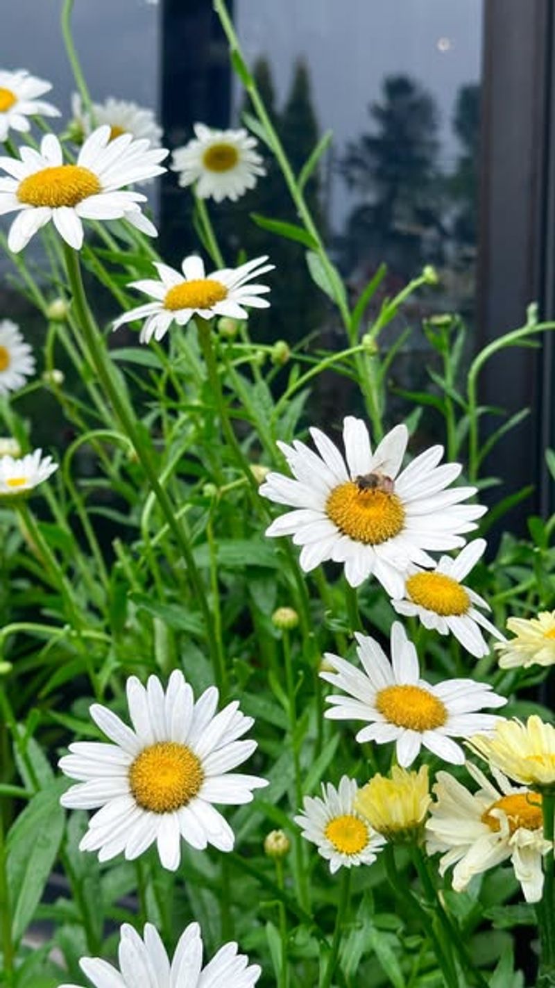 Shasta Daisies