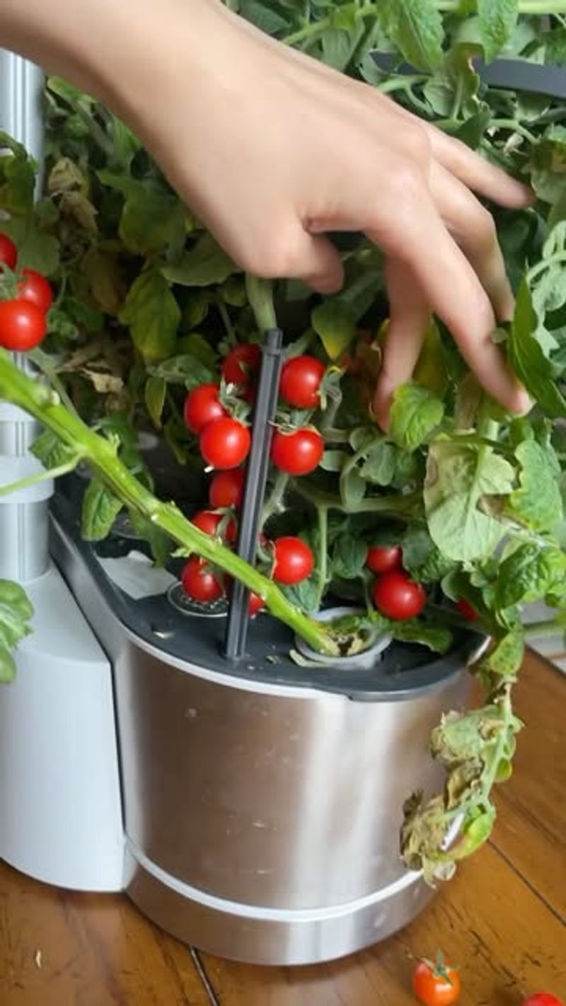 Cherry Tomatoes