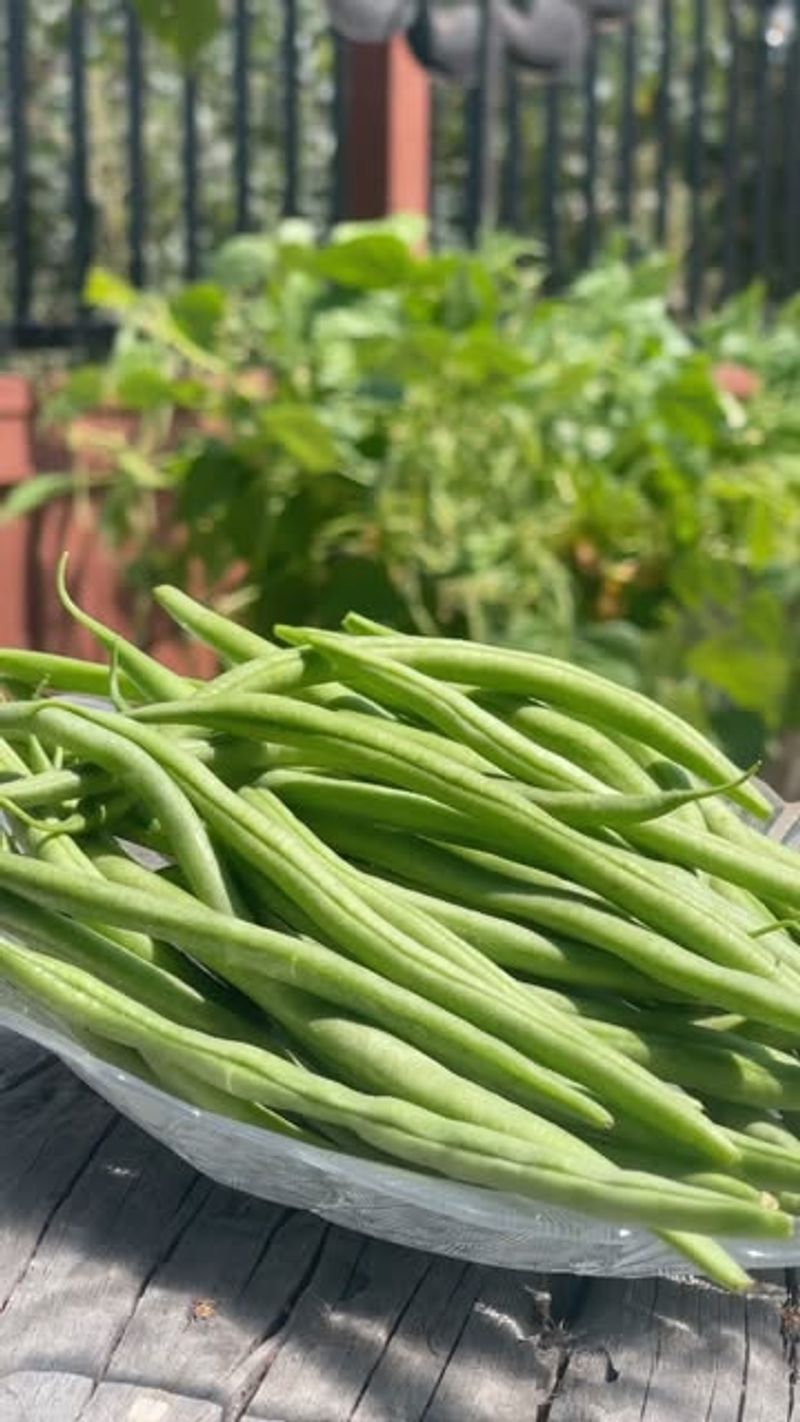 Bush Beans
