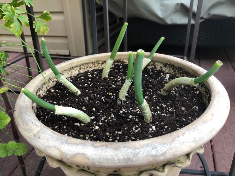Scallions