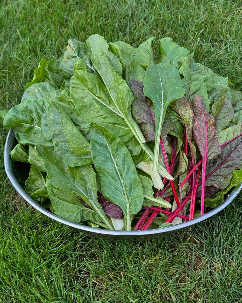 Swiss Chard