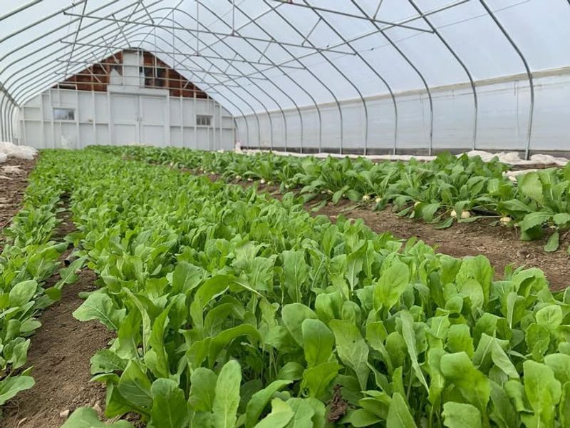Arugula