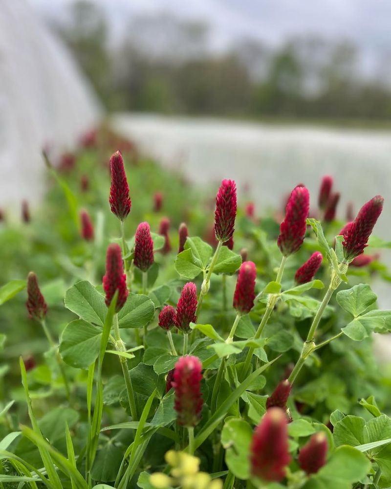 Cover Crops That Support Fall Vegetables