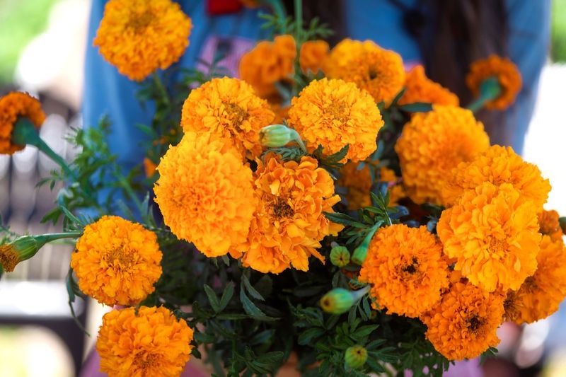 Marigold